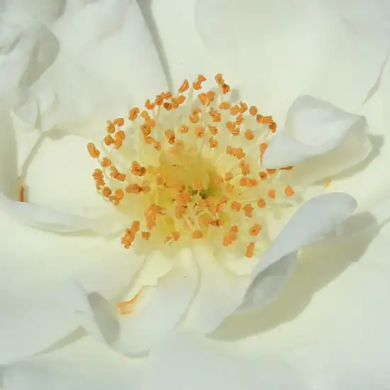 Comanda trandafiri online - Alb - trandafir acoperitor - trandafir cu parfum discret - Rosa Produs nou - W. Kordes & Sons - ,-
